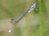 J17_2322 Lestes sponsa male